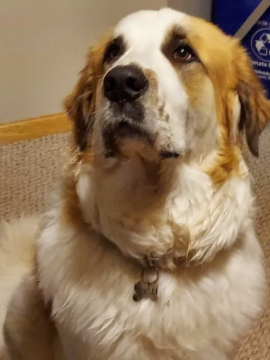 Syracuse Veterinary Service Picture 1