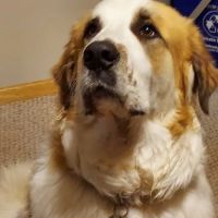 Syracuse Veterinary Service ico