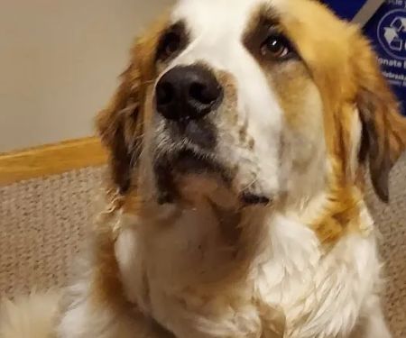 Syracuse Veterinary Service