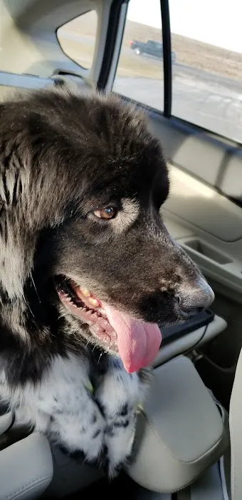 Syracuse Veterinary Service Picture 2