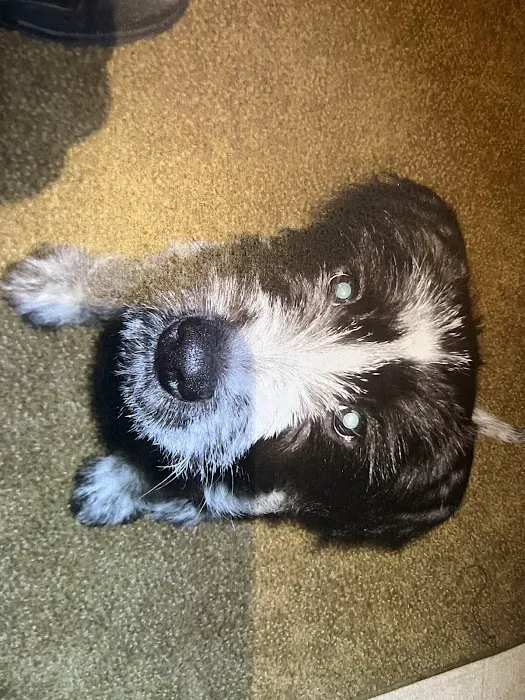 Syracuse Veterinary Service Picture 4