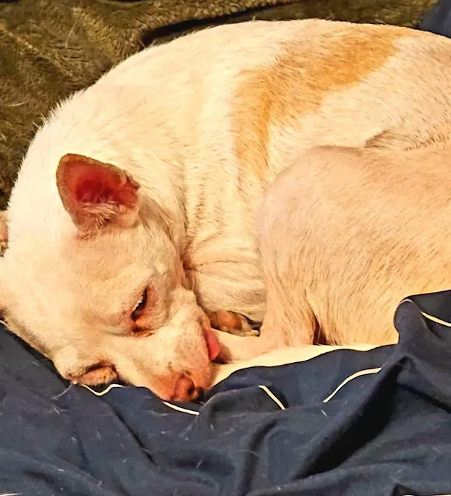 Syracuse Veterinary Service Picture 6