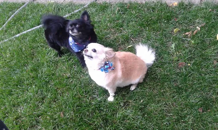 Syracuse Veterinary Service Picture 8