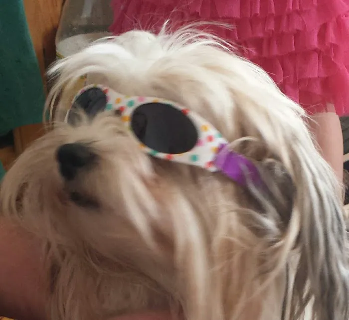 Syracuse Veterinary Service Picture 5