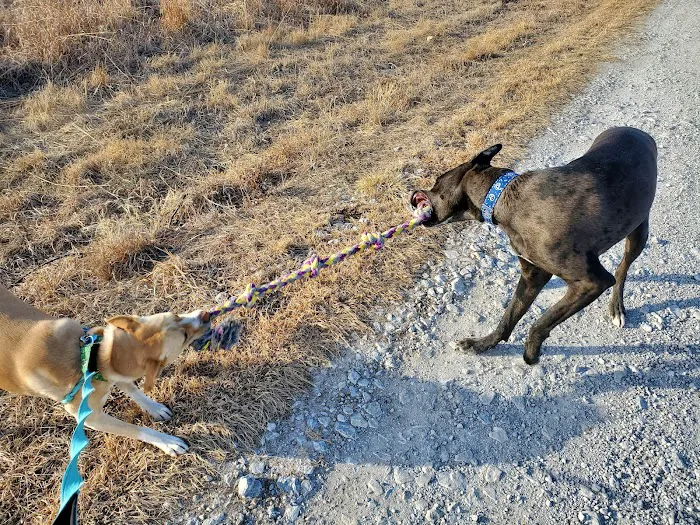 Syracuse Veterinary Service Picture 9