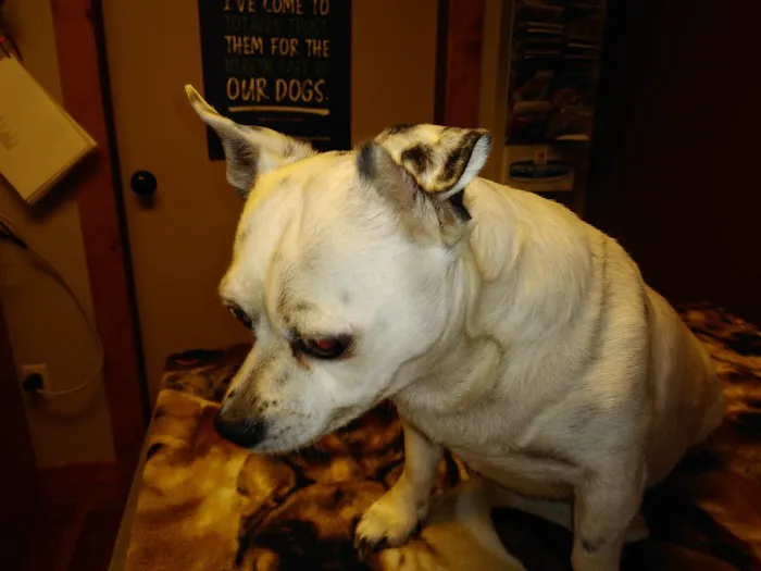 Town & Country Veterinary Clinic Picture 3