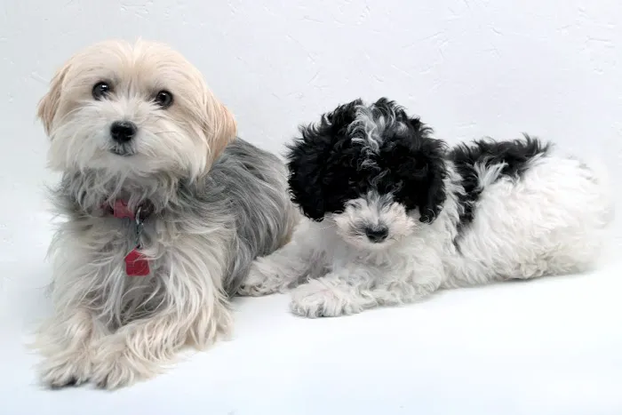 Town & Country Veterinary Clinic Picture 1