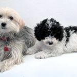 Town & Country Veterinary Clinic