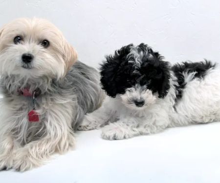 Town & Country Veterinary Clinic