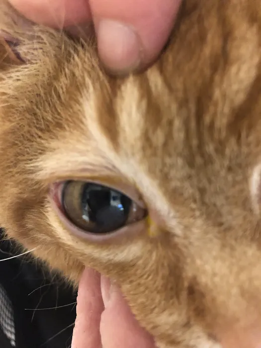 Town & Country Veterinary Clinic Picture 6