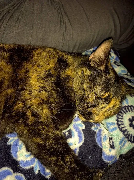 Countryside Veterinary Clinic Picture 1