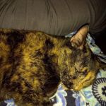 Countryside Veterinary Clinic