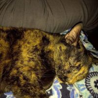 Countryside Veterinary Clinic ico