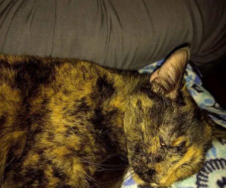 Countryside Veterinary Clinic