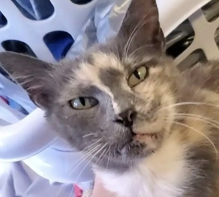 Countryside Veterinary Clinic Picture 4