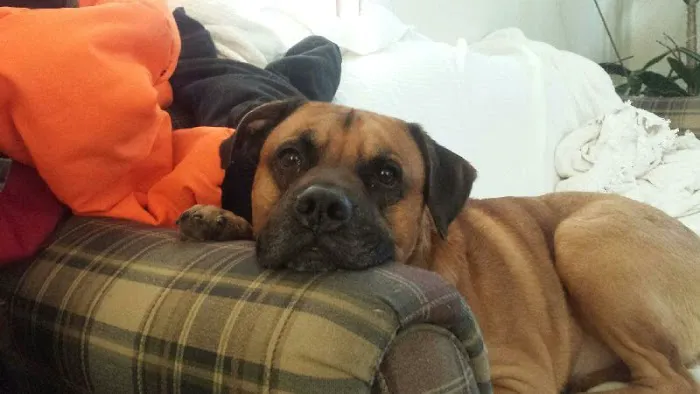 Twin Pines Animal Clinic Picture 2