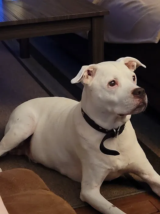 Twin Pines Animal Clinic Picture 3