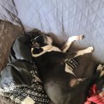 Twin Pines Animal Clinic