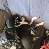 Twin Pines Animal Clinic ico