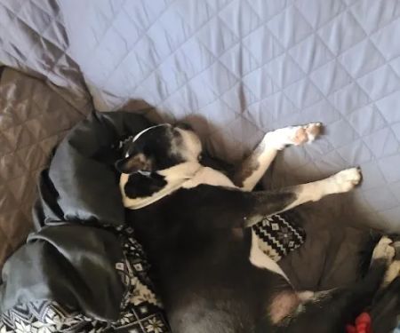 Twin Pines Animal Clinic