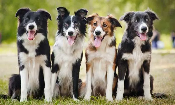 East Hills Veterinary Clinic Picture 3