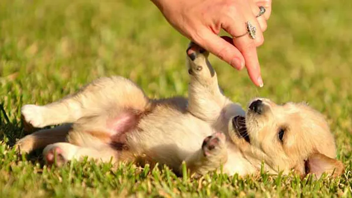 East Hills Veterinary Clinic Picture 5