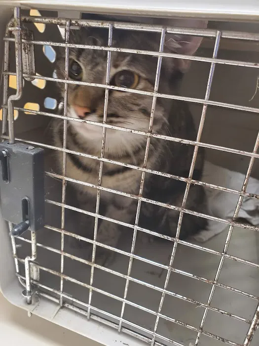 All Creatures Animal Hospital Picture 1