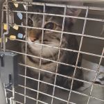 All Creatures Animal Hospital