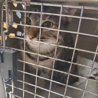 All Creatures Animal Hospital ico