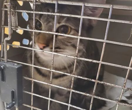 All Creatures Animal Hospital