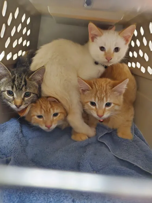 All Creatures Animal Hospital Picture 2