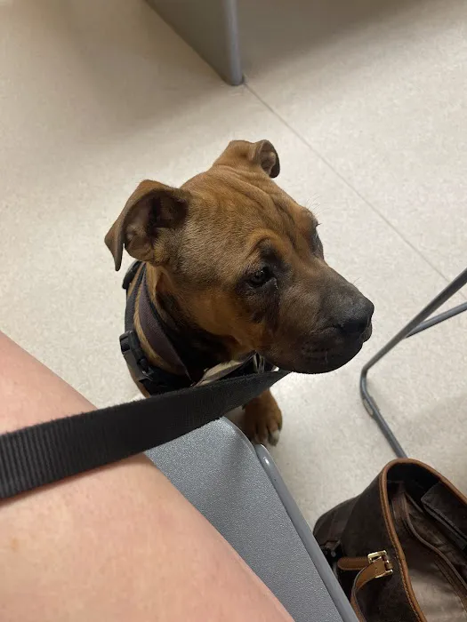 All Creatures Animal Hospital Picture 3