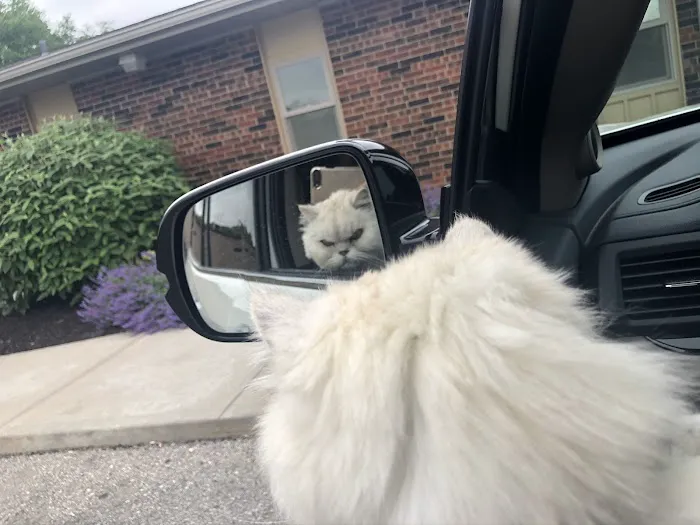 All Creatures Animal Hospital Picture 5