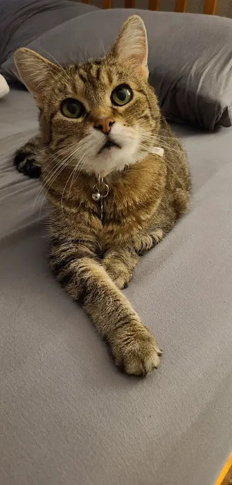 All Creatures Animal Hospital Picture 7