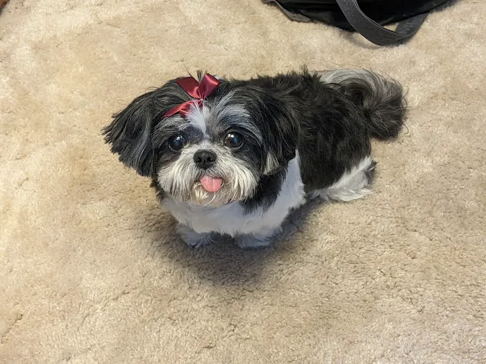 All Creatures Animal Hospital Picture 8