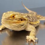 Animal Tales Veterinary Clinic