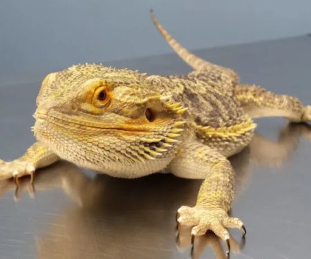 Animal Tales Veterinary Clinic