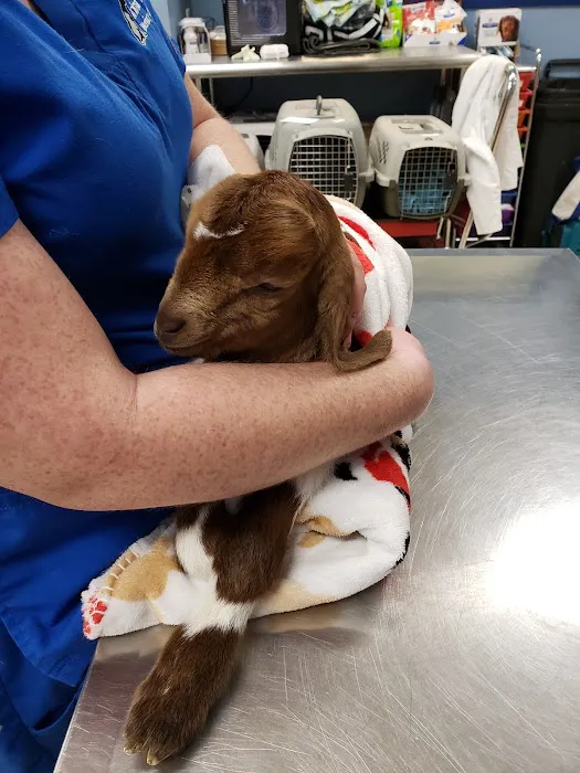 Animal Tales Veterinary Clinic Picture 5