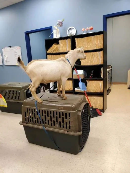 Animal Tales Veterinary Clinic Picture 9