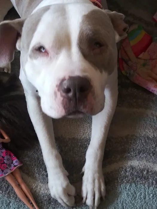 Animal Tales Veterinary Clinic Picture 7