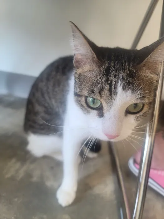 Meadowbrook Animal Hospital Picture 1