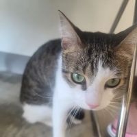 Meadowbrook Animal Hospital ico