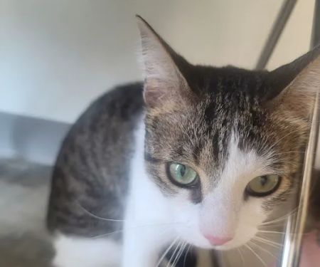 Meadowbrook Animal Hospital