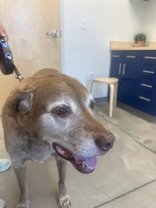 Meadowbrook Animal Hospital Picture 4