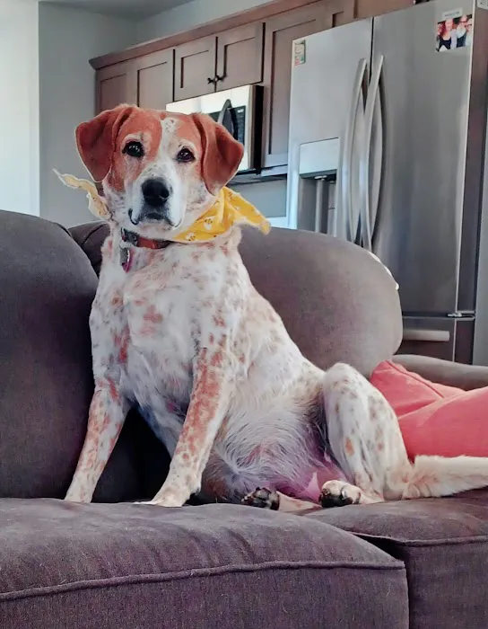 Animal Clinic of Newmark Picture 2