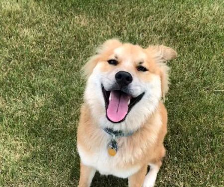 Animal Clinic of Newmark