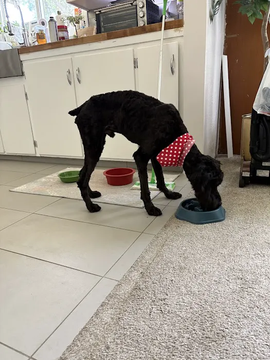 Animal Clinic of Newmark Picture 4