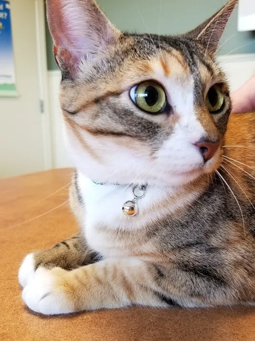 Animal Clinic of Newmark Picture 5