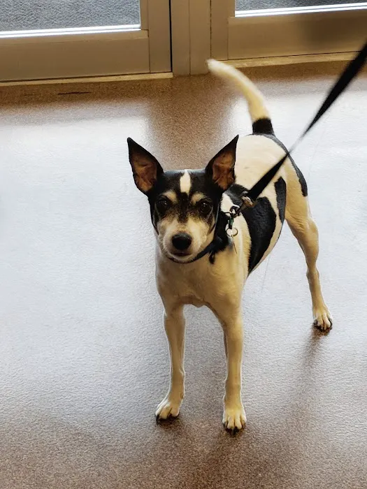 Animal Clinic of Newmark Picture 8