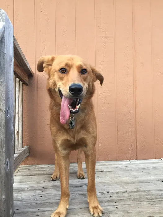 Animal Clinic of Newmark Picture 7